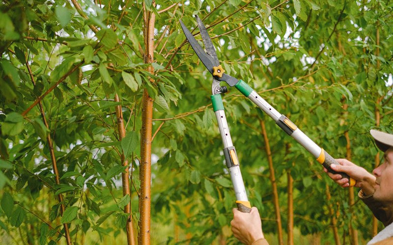 Tree trimming in Cle Elum, WA